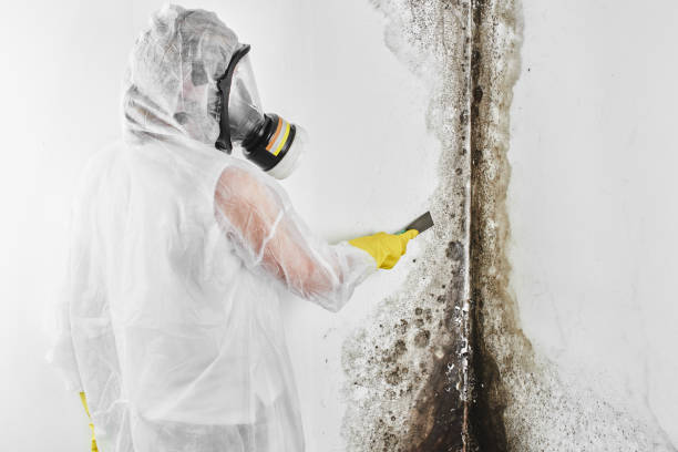 Best Residential Mold Remediation in East Bethel, MN